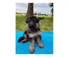 3 German Shepard  puppies ready for their new homes - 2