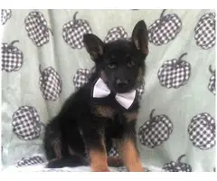 3 German Shepard  puppies ready for their new homes - 3