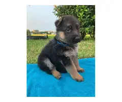3 German Shepard  puppies ready for their new homes - 4