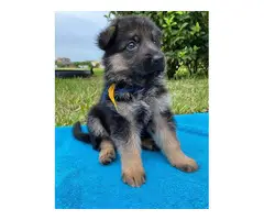 3 German Shepard  puppies ready for their new homes - 6