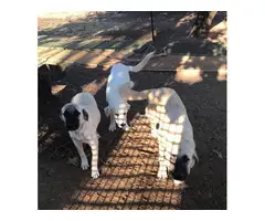 Males and a female Livestock's Guardian Puppies