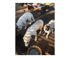 Males and a female Livestock's Guardian Puppies - 3