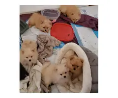 5 lovely soft and fluffy pomeranian puppies for sale