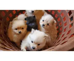 5 lovely soft and fluffy pomeranian puppies for sale - 3