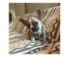 Lilac French Bulldogs - 7