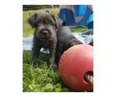 Male and female Mini Ratzer puppies for sale