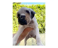 3 males and 1 female Pug puppies for rehoming - 2