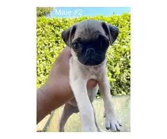 3 males and 1 female Pug puppies for rehoming - 3