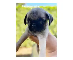 3 males and 1 female Pug puppies for rehoming - 4