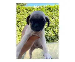 3 males and 1 female Pug puppies for rehoming - 5