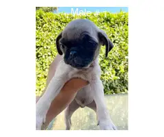 3 males and 1 female Pug puppies for rehoming - 7