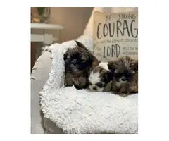 5 Shihtzu Tzu puppies ready to rehome