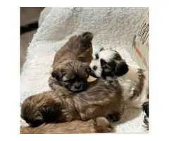 5 Shihtzu Tzu puppies ready to rehome - 6