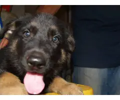 6 weeks old AKC Registered German Shepherd Puppies - 3