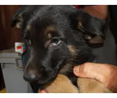6 weeks old AKC Registered German Shepherd Puppies - 4