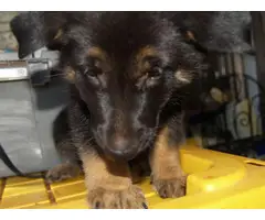 6 weeks old AKC Registered German Shepherd Puppies - 5