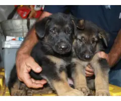 6 weeks old AKC Registered German Shepherd Puppies - 6