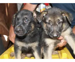 6 weeks old AKC Registered German Shepherd Puppies - 7