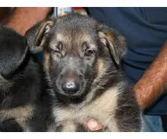 6 weeks old AKC Registered German Shepherd Puppies - 8