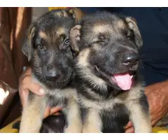 6 weeks old AKC Registered German Shepherd Puppies - 9