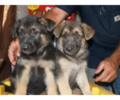 6 weeks old AKC Registered German Shepherd Puppies - 10