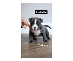 Blue and white female American bully puppies