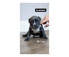Blue and white female American bully puppies - 2
