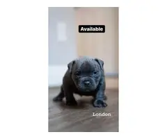 Blue and white female American bully puppies - 5
