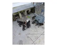 Black and brindle cane corso puppies