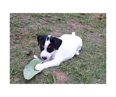 Jack Russell for Sale - Playful and active puppies.