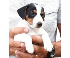 Jack Russell for Sale - Playful and active puppies. - 2