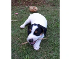 Jack Russell for Sale - Playful and active puppies. - 3
