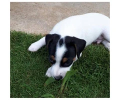 Jack Russell for Sale - Playful and active puppies. - 4