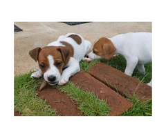 Jack Russell for Sale - Playful and active puppies. - 5