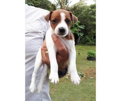 Jack Russell for Sale - Playful and active puppies. - 6