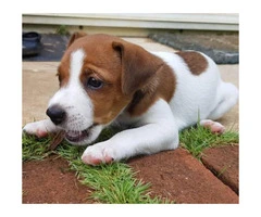 Jack Russell for Sale - Playful and active puppies. - 7