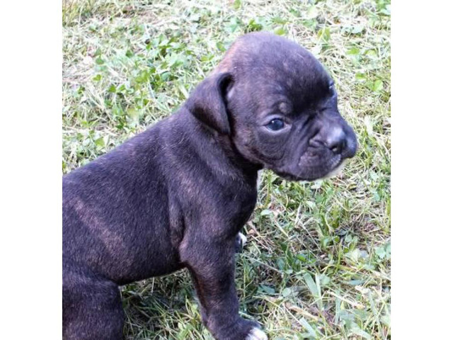 Playful Boxer puppies for sale CKC Registered in Winston ...