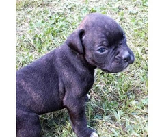 Playful Boxer puppies for sale CKC Registered - 1
