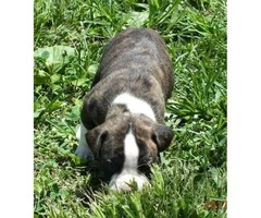 Playful Boxer puppies for sale CKC Registered - 2