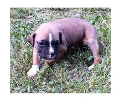 Playful Boxer puppies for sale CKC Registered - 3