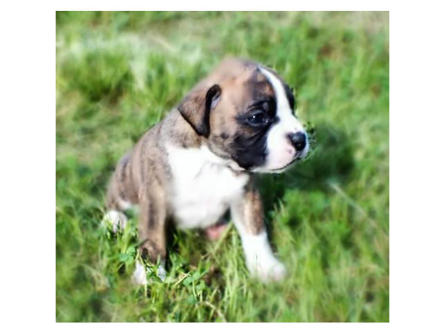 Playful Boxer puppies for sale CKC Registered Winston