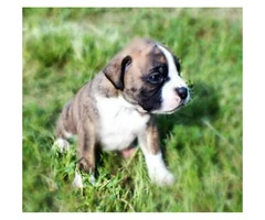 Playful Boxer puppies for sale CKC Registered - 4