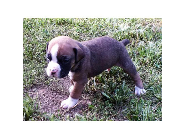 Playful Boxer puppies for sale CKC Registered Winston