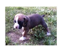 Playful Boxer puppies for sale CKC Registered - 5