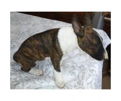 One brindle Female Miniature Bull Terrier puppy with Full Registration AKC papers