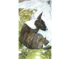 One brindle Female Miniature Bull Terrier puppy with Full Registration AKC papers - 4