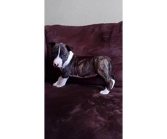 One brindle Female Miniature Bull Terrier puppy with Full Registration AKC papers - 5