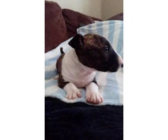 One brindle Female Miniature Bull Terrier puppy with Full Registration AKC papers - 6