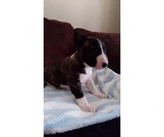 One brindle Female Miniature Bull Terrier puppy with Full Registration AKC papers - 7