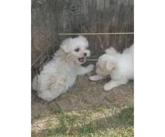 Purebred Maltese puppies - family dogs - 3